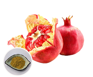 【新品上市】石榴皮提取物—安石榴甙重磅上市！