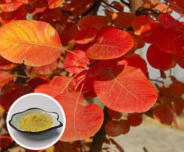 【新品上市】西安天本生物新品官宣—漆黃素重磅上市！